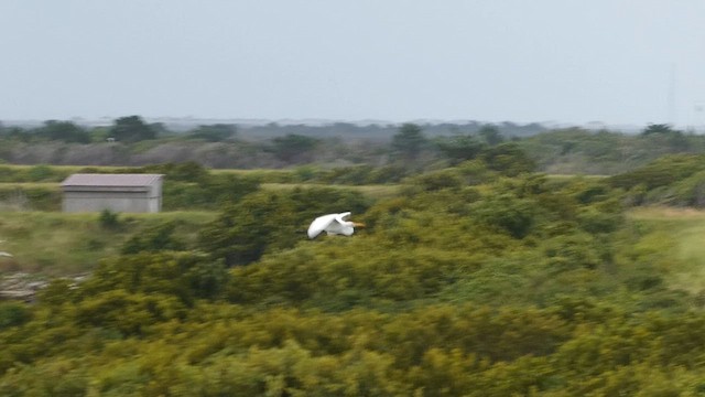 大白鷺 - ML638979043