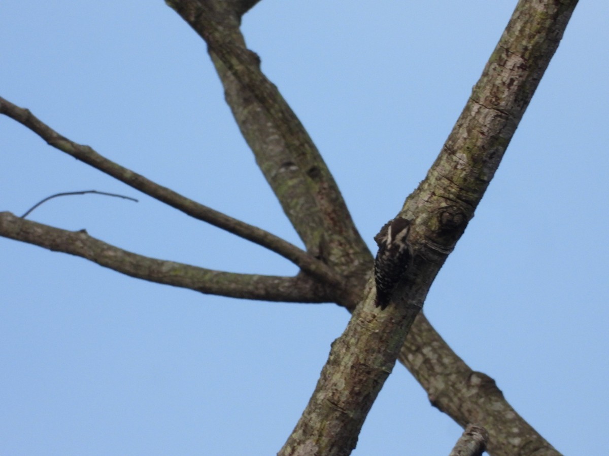 Brown-capped Pygmy Woodpecker - ML638979045