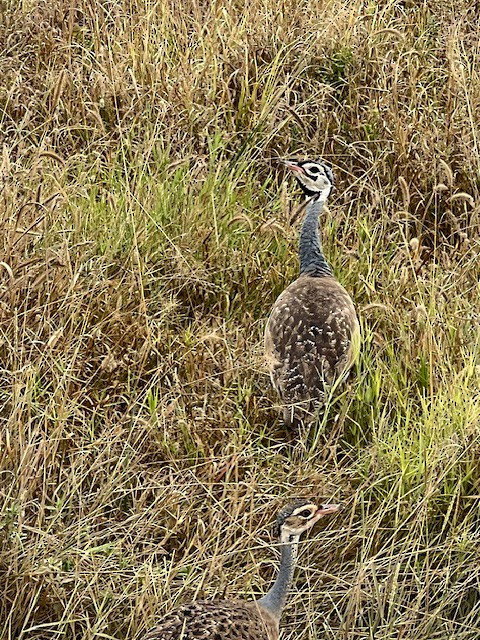 White-bellied Bustard - ML638979053