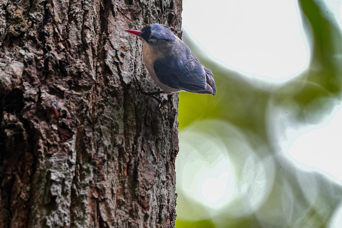 Velvet-fronted Nuthatch - ML638979055