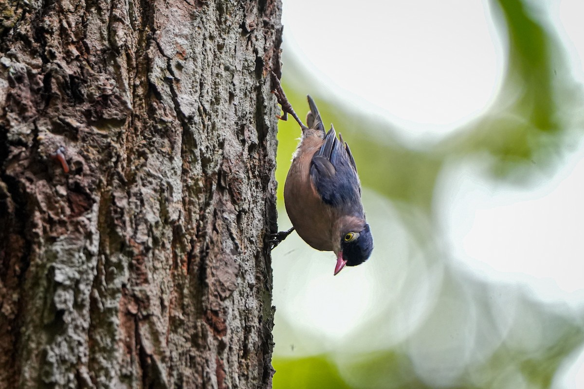 Velvet-fronted Nuthatch - ML638979056