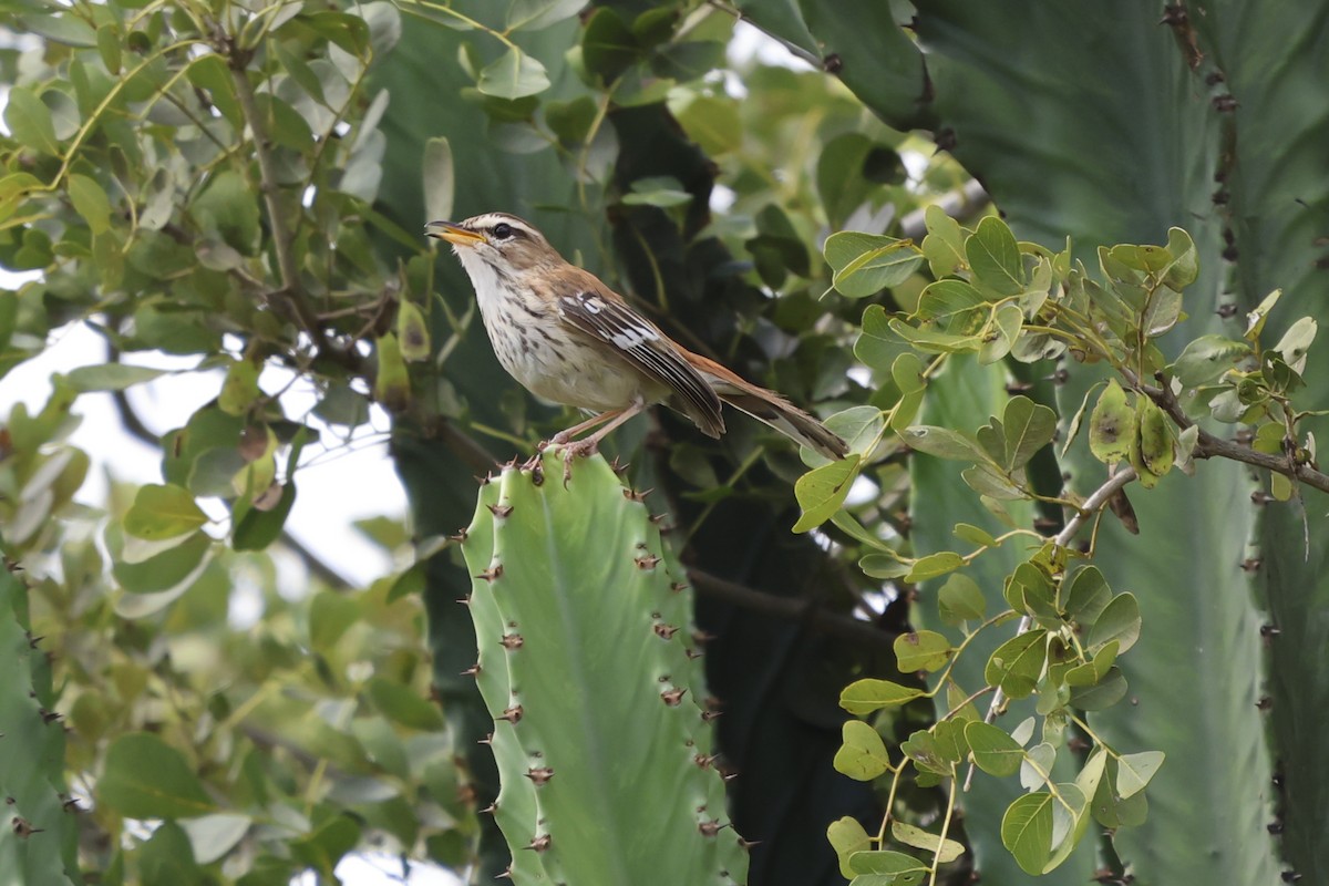 White-browed Scrub-Robin - ML638979089