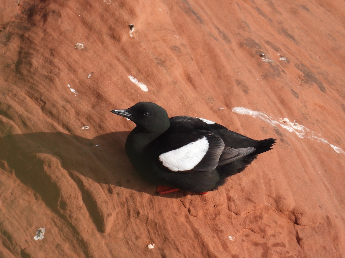 Black Guillemot - ML638979109