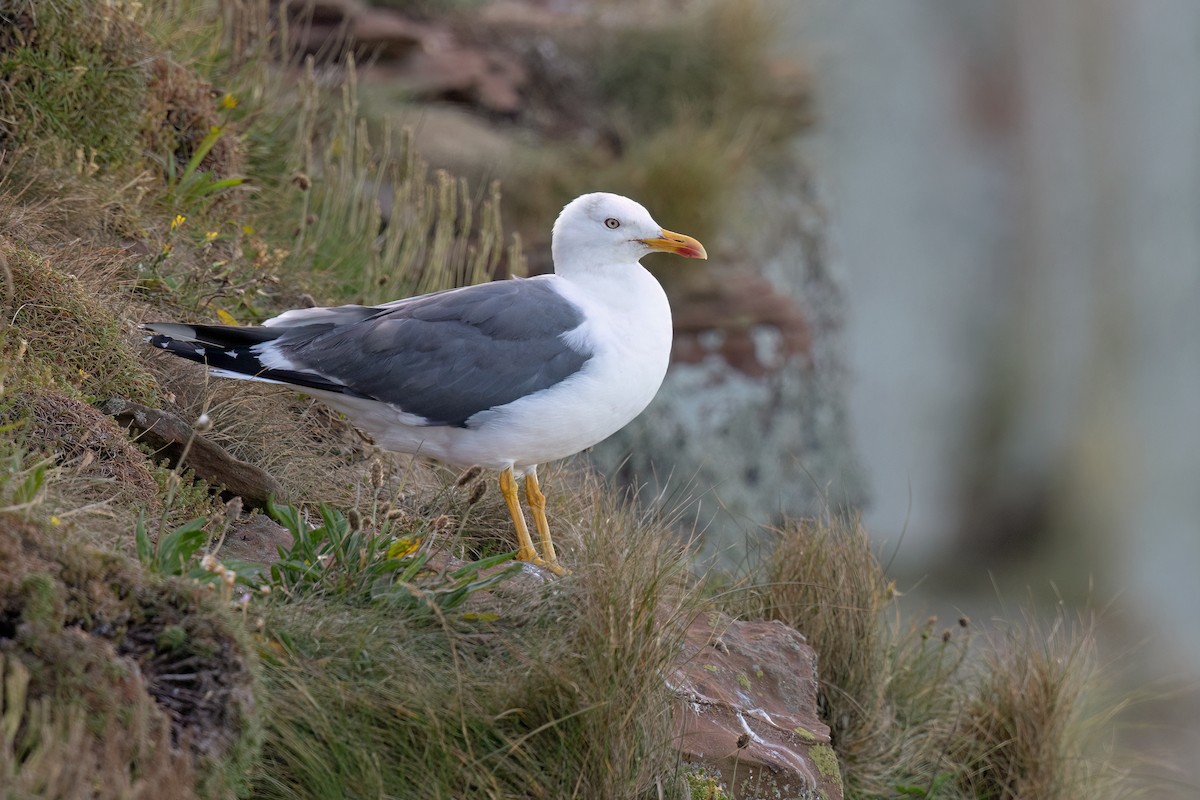 Lesser Black-backed Gull (graellsii) - ML638979111