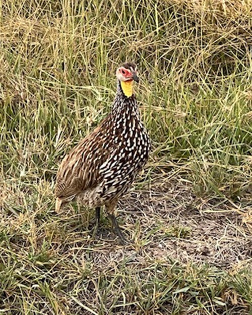 Yellow-necked Spurfowl - ML638979141