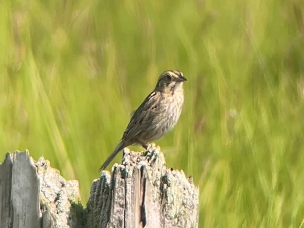 Nelson's Sparrow (Atlantic Coast) - ML638979142