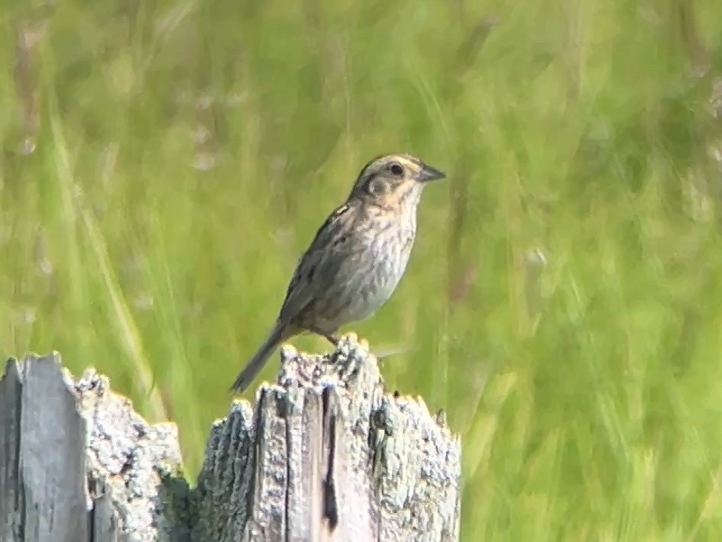 Nelson's Sparrow (Atlantic Coast) - ML638979144