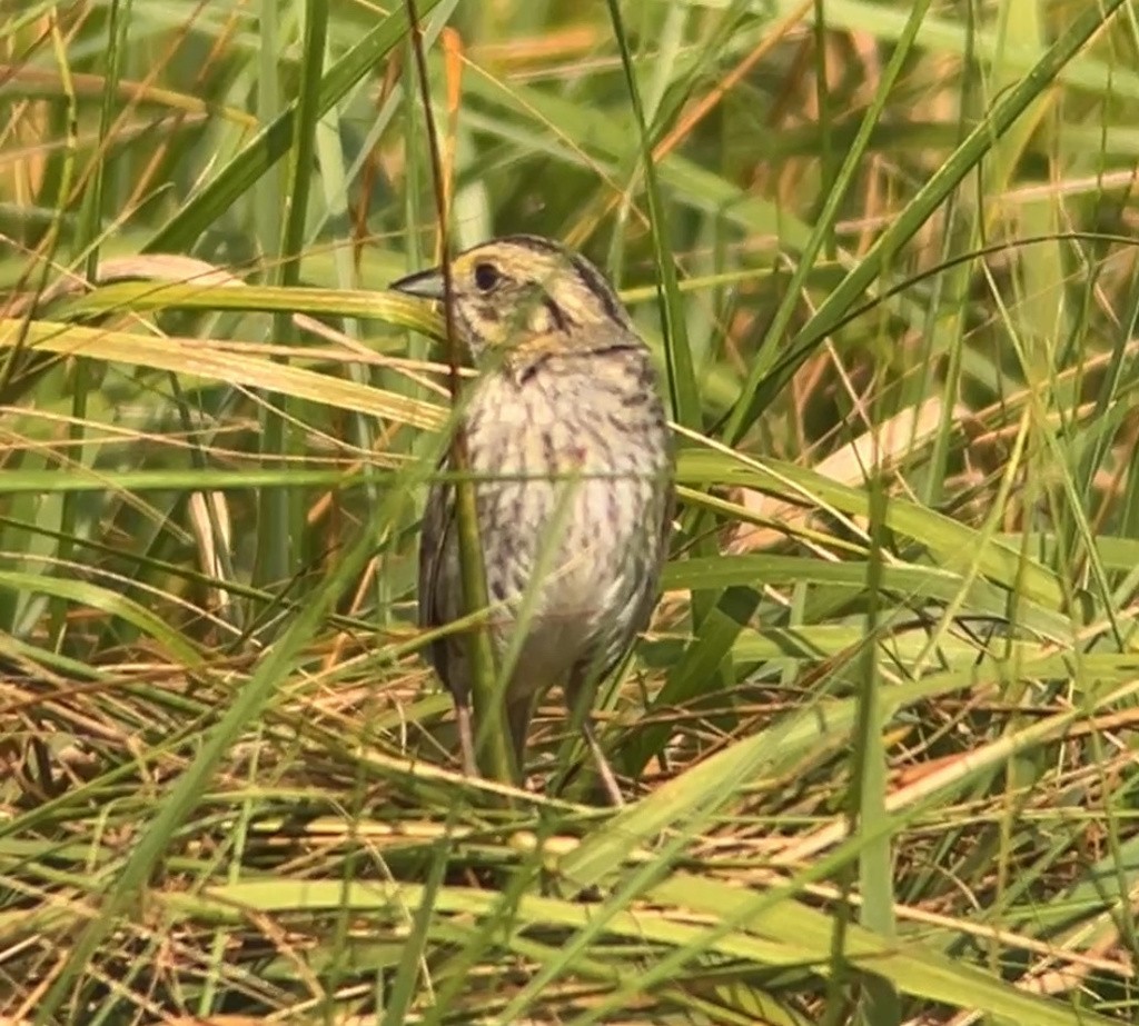 Nelson's Sparrow (Atlantic Coast) - ML638979145