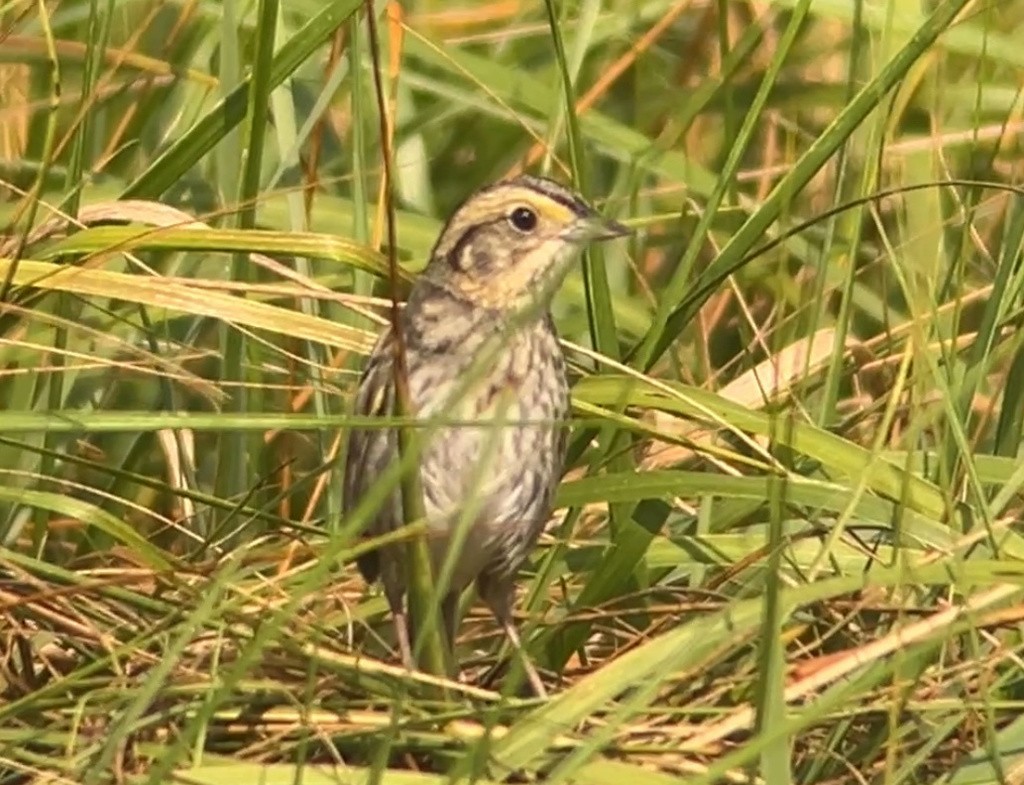 Nelson's Sparrow (Atlantic Coast) - ML638979146