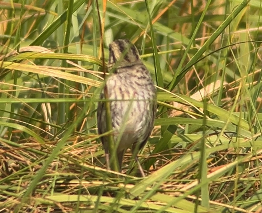 Nelson's Sparrow (Atlantic Coast) - ML638979148
