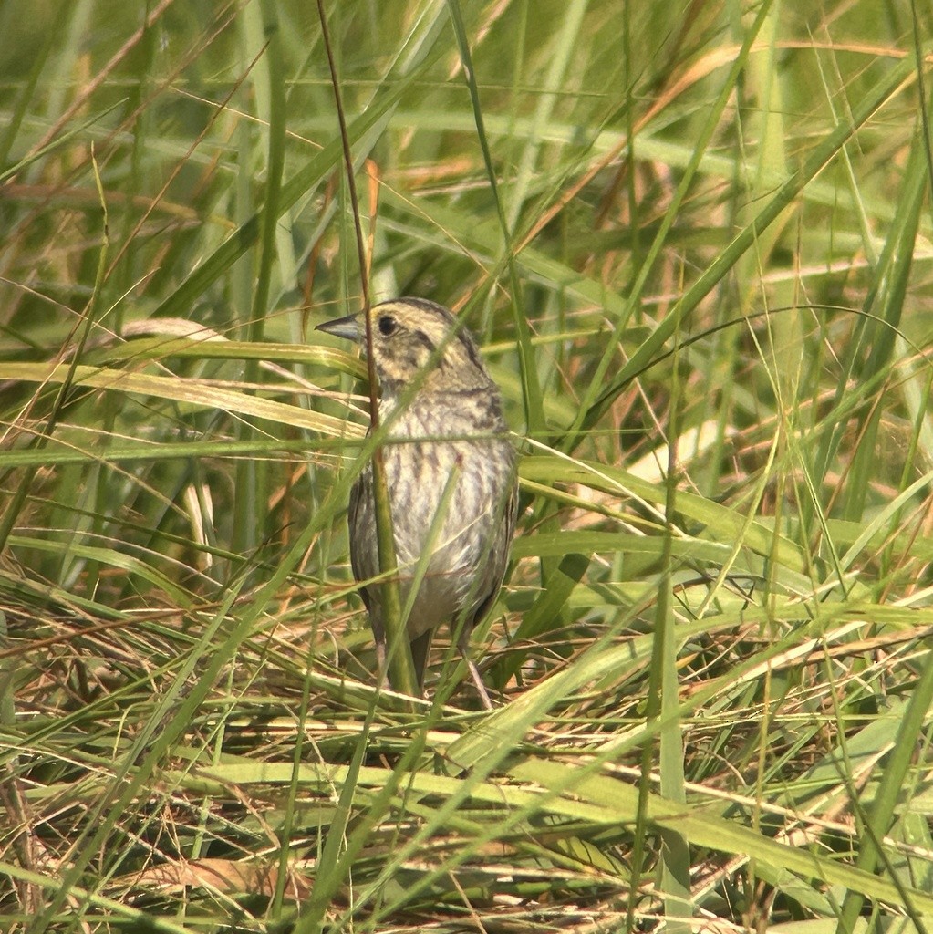 Nelson's Sparrow (Atlantic Coast) - ML638979153
