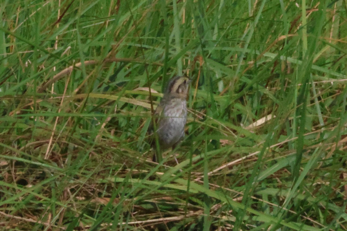 Nelson's Sparrow (Atlantic Coast) - ML638979154