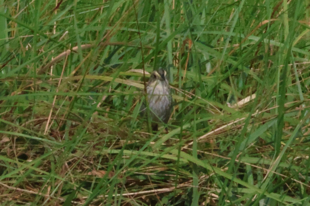 Nelson's Sparrow (Atlantic Coast) - ML638979156