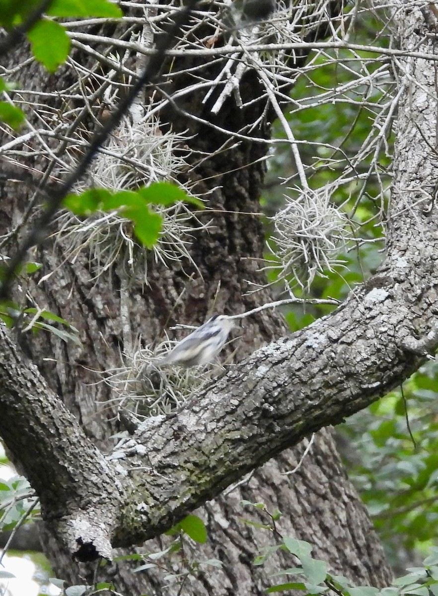 Black-and-white Warbler - ML638979165