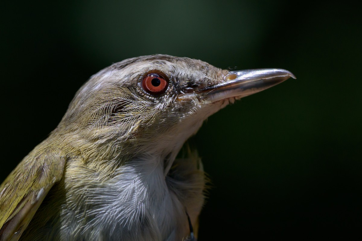 Red-eyed Vireo - ML638979194