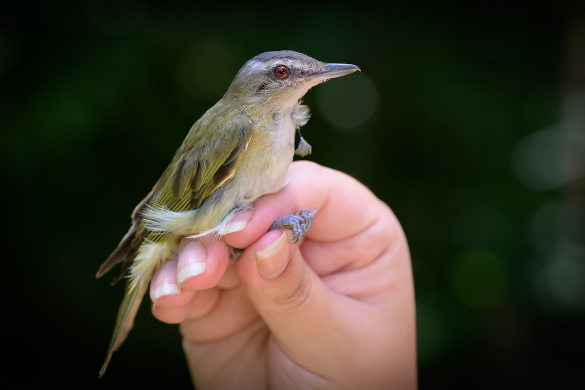 Red-eyed Vireo - ML638979195