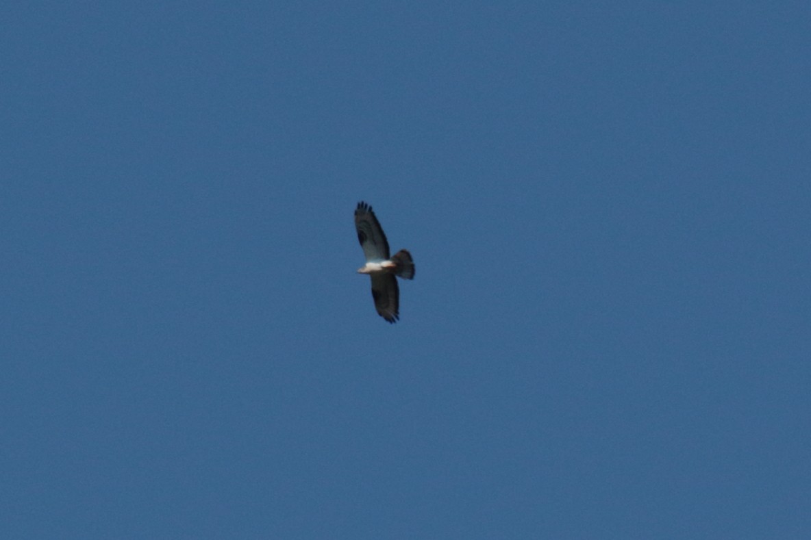 Bonelli's Eagle - ML638979213