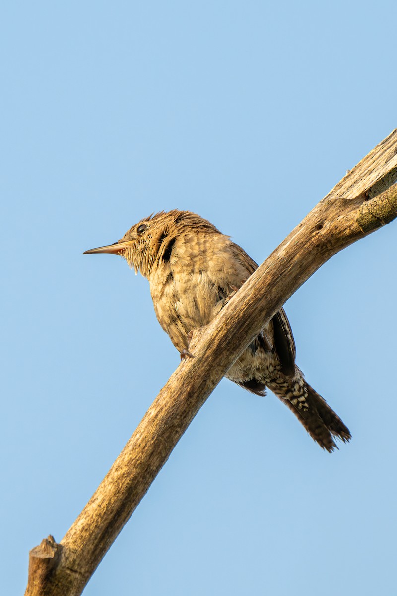 Northern House Wren (Northern) - ML638979222