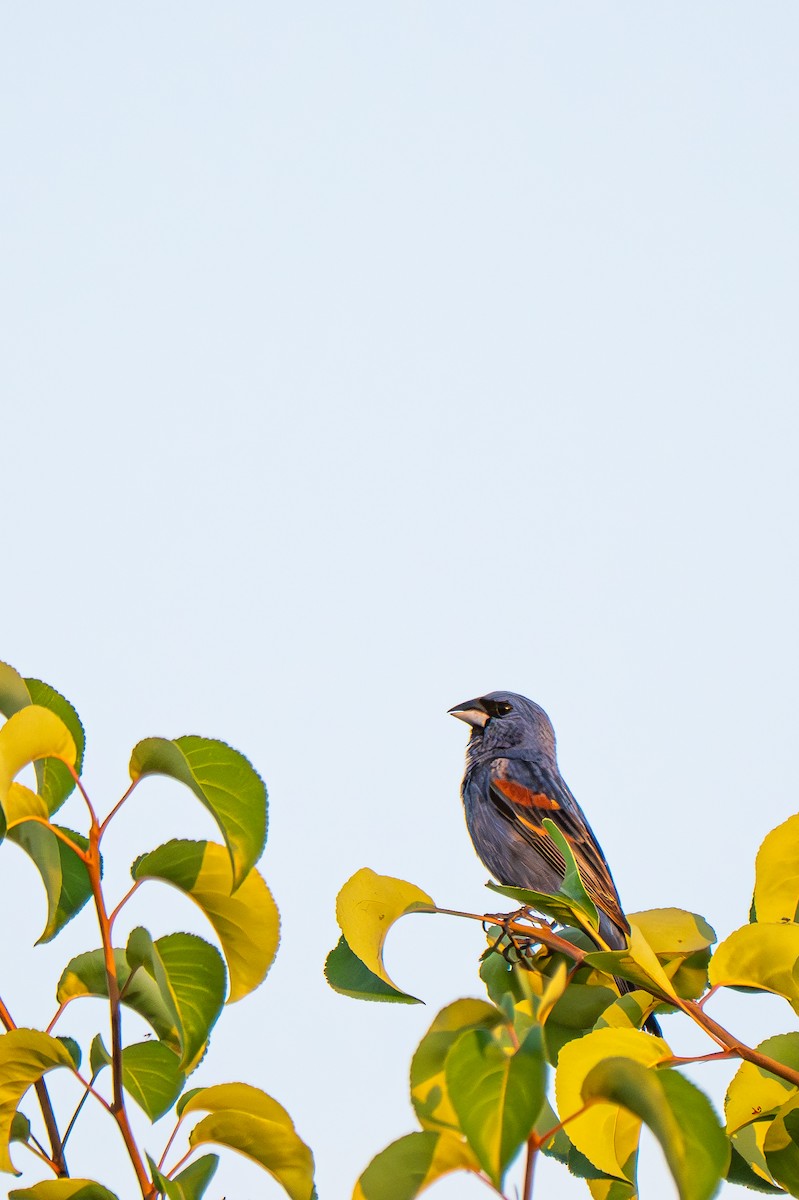 Blue Grosbeak - ML638979228