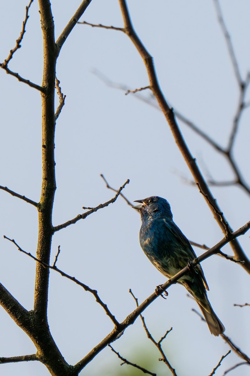 Indigo Bunting - ML638979231