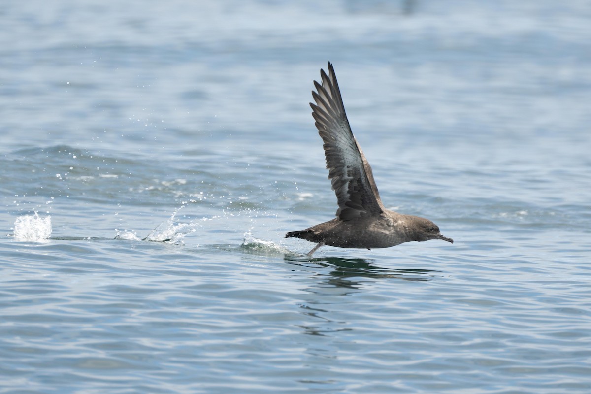 Sooty Shearwater - ML638979246