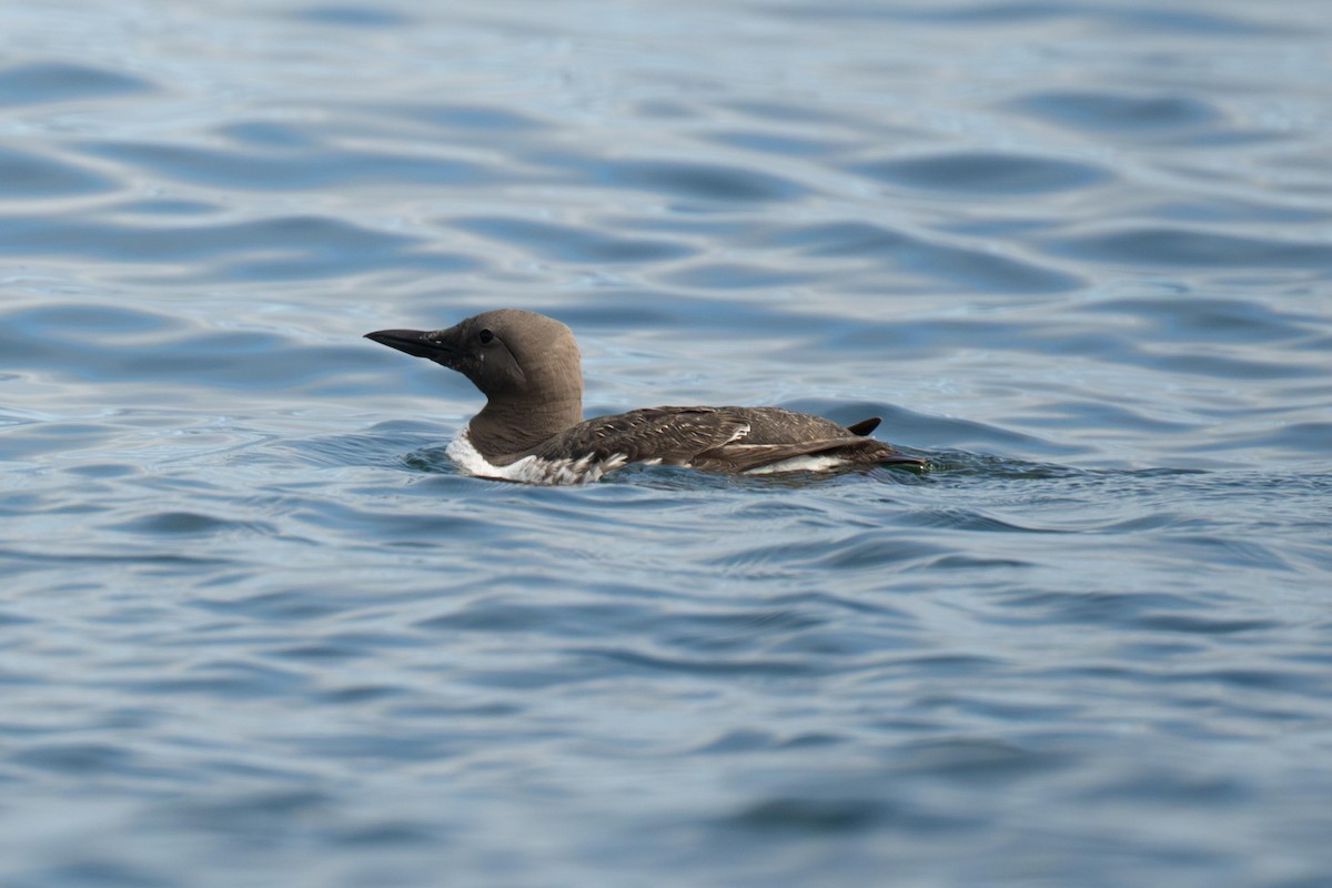 Common Murre - ML638979250