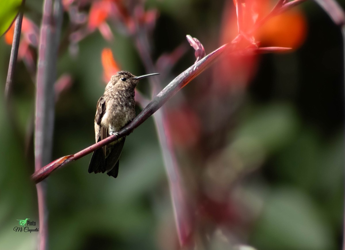 Steely-vented Hummingbird - ML638979251