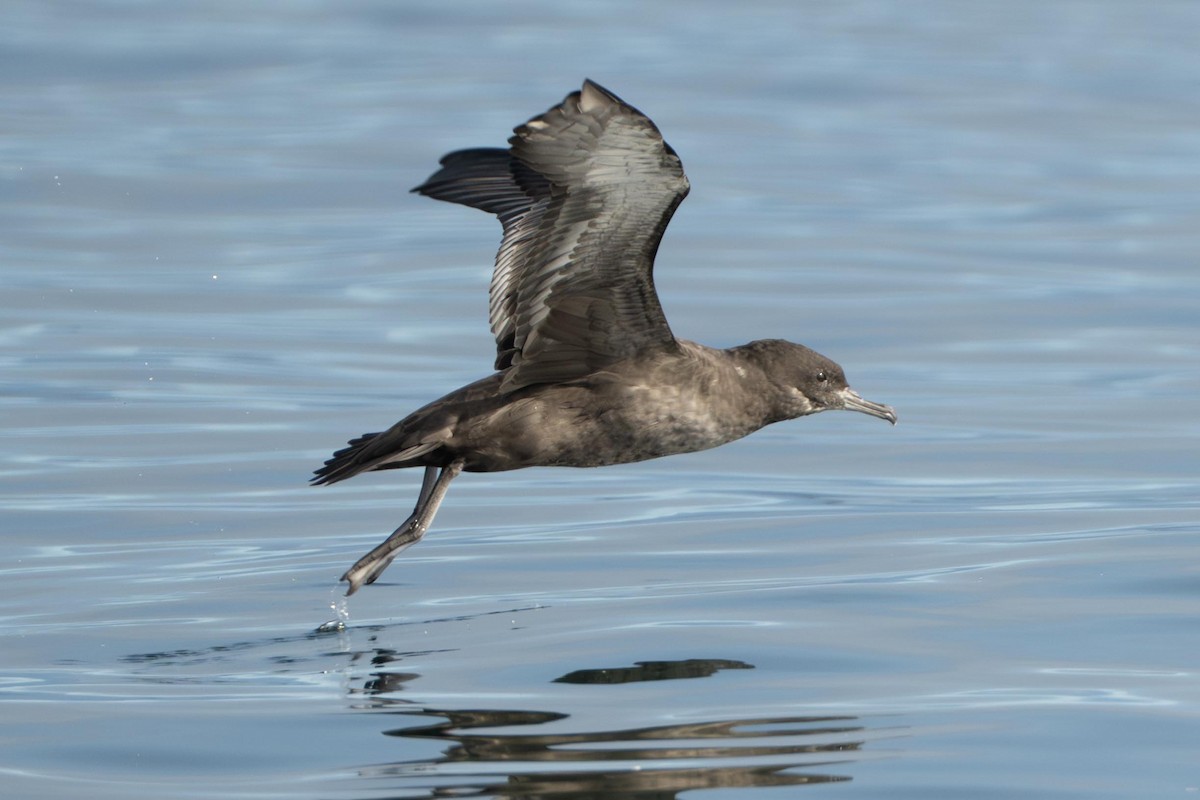 Sooty Shearwater - ML638979304