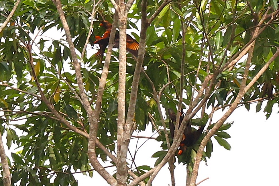 Dusky Lory - ML638979313
