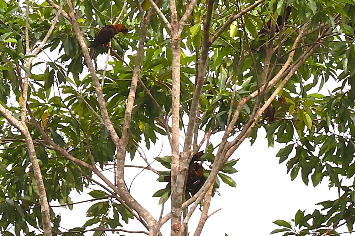 Dusky Lory - ML638979314