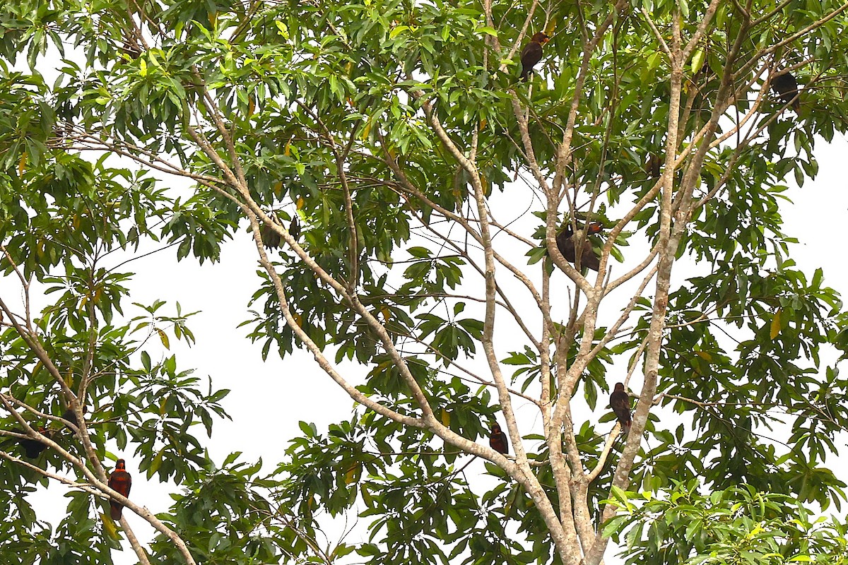 Dusky Lory - ML638979316