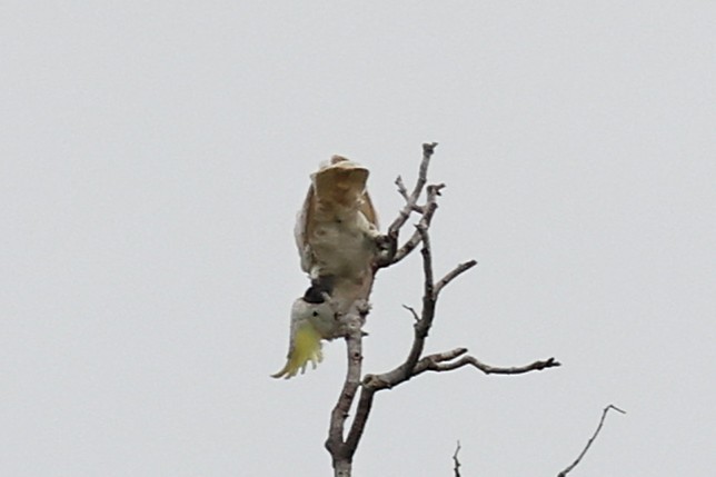 Sulphur-crested Cockatoo - ML638979336