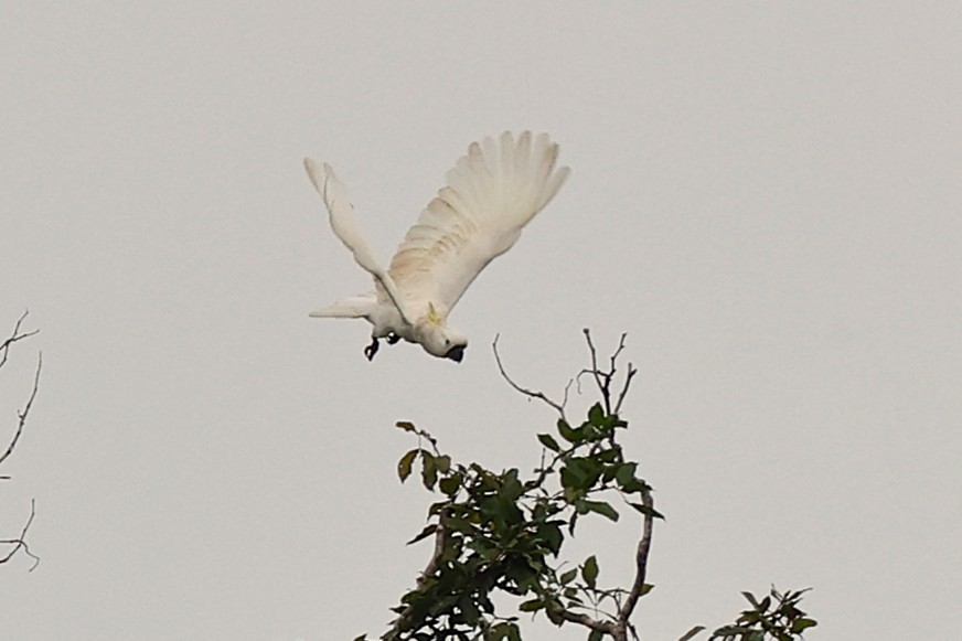 Sulphur-crested Cockatoo - ML638979337