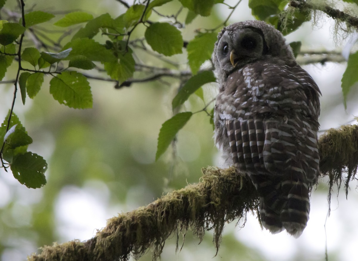 Barred Owl - ML638979338