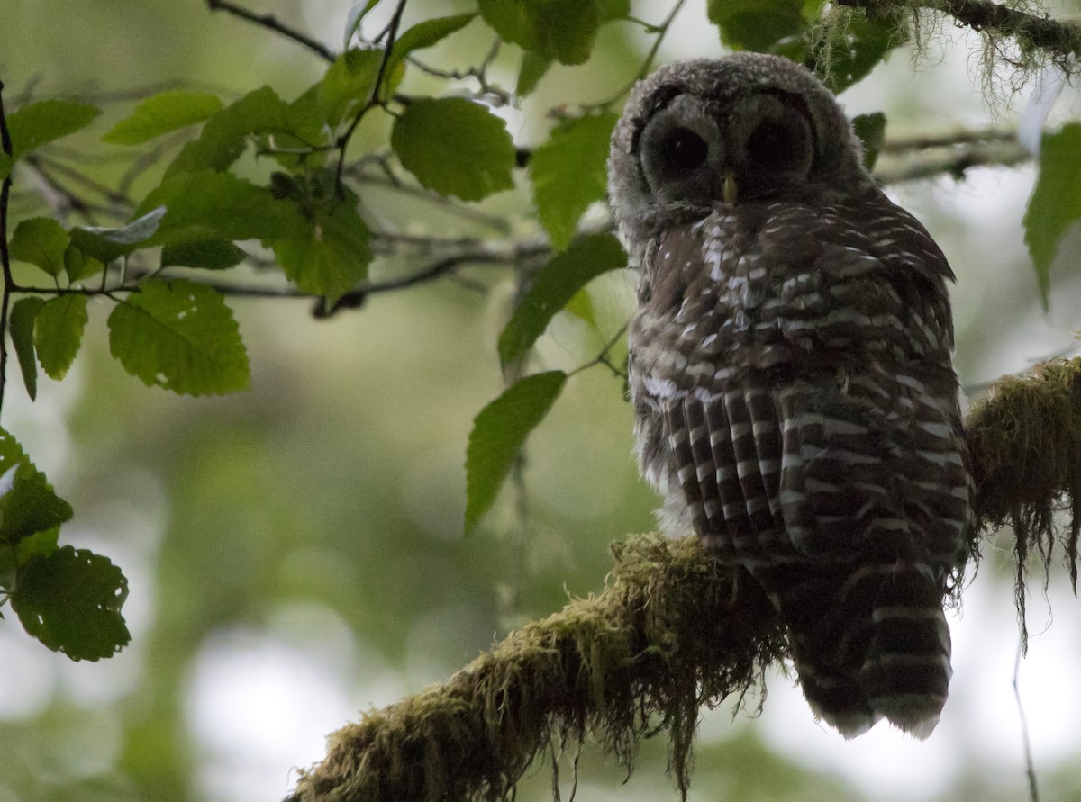 Barred Owl - ML638979340