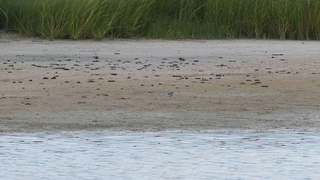 Semipalmated Plover - ML638979342