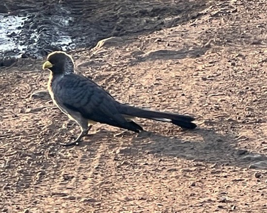 Eastern Plantain-eater - ML638979362