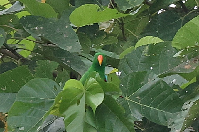 Papuan Eclectus - ML638979372