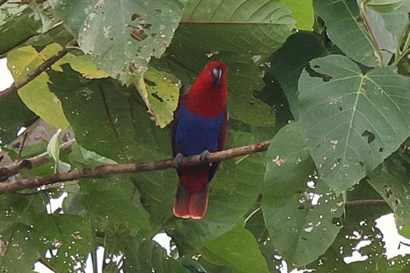 Papuan Eclectus - ML638979373