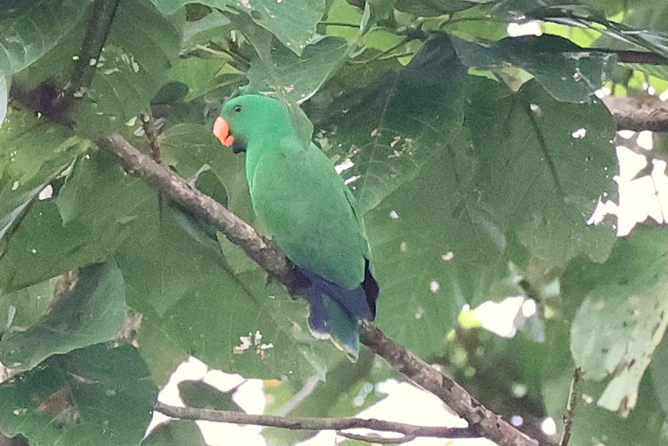 Papuan Eclectus - ML638979374