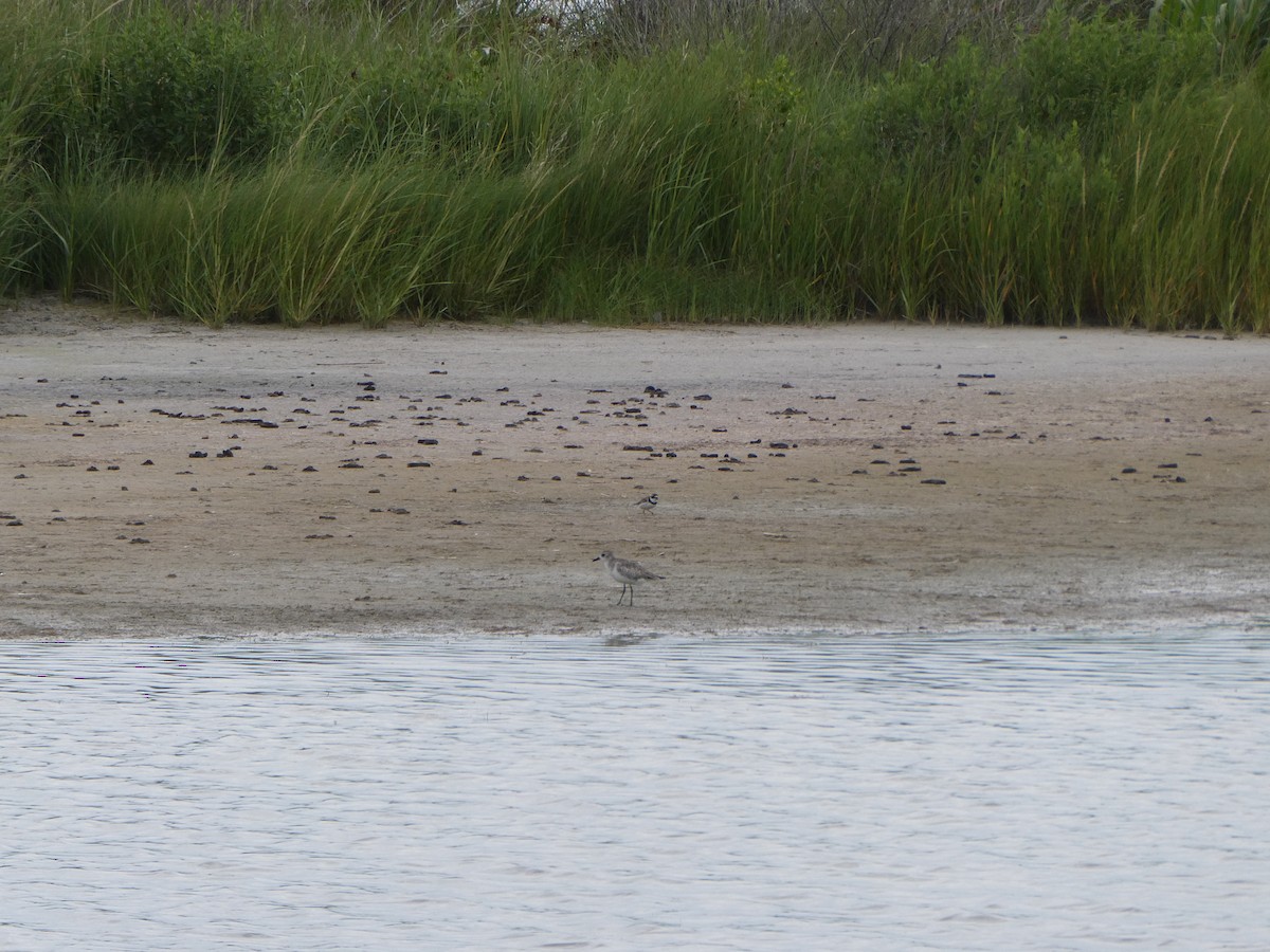 Semipalmated Plover - ML638979381