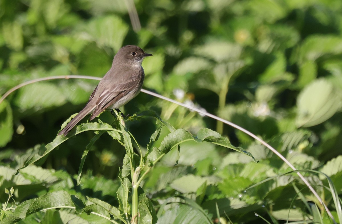 Eastern Phoebe - ML638979425