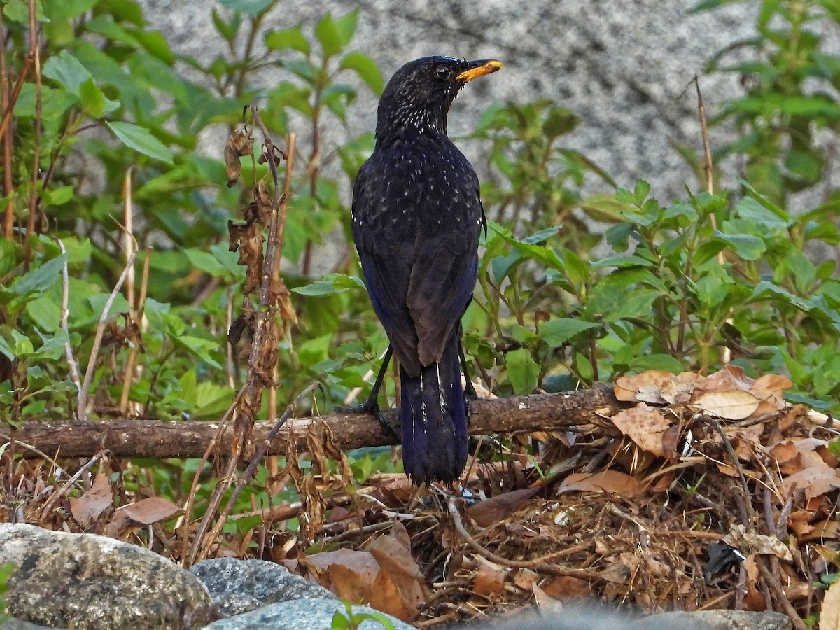 Blue Whistling-Thrush - ML638979442
