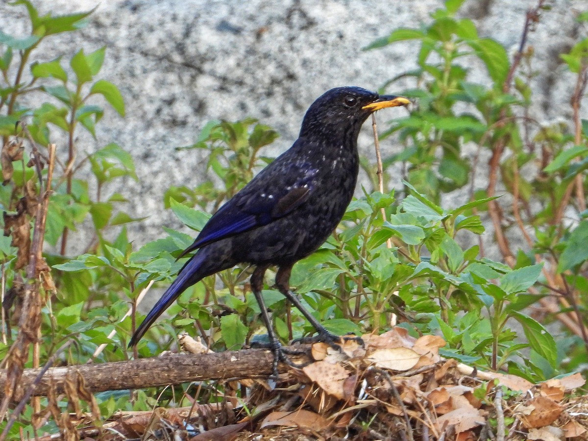Blue Whistling-Thrush - ML638979443