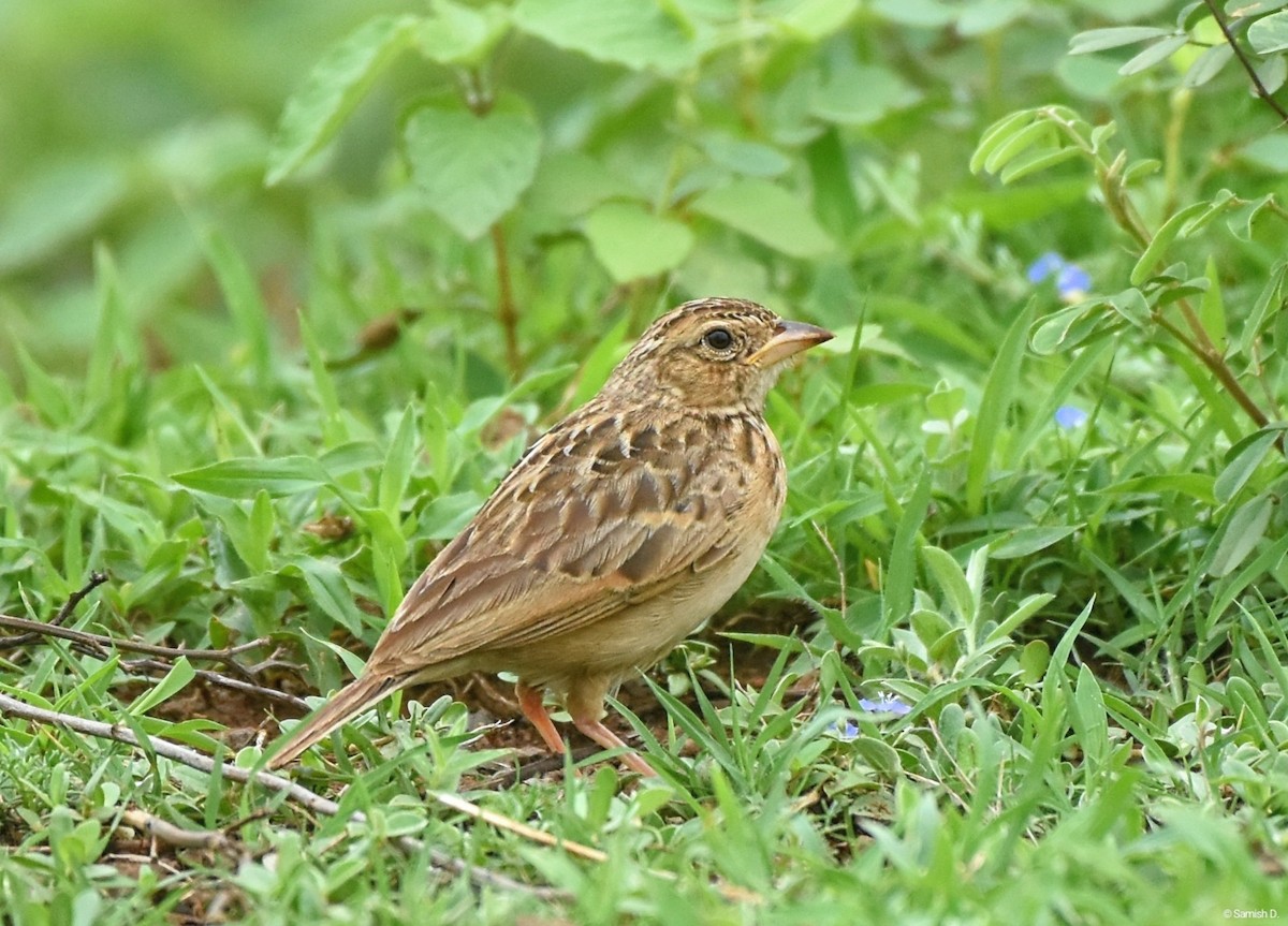 Singing Bushlark - ML638979445
