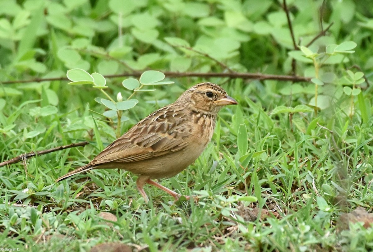 Singing Bushlark - ML638979446