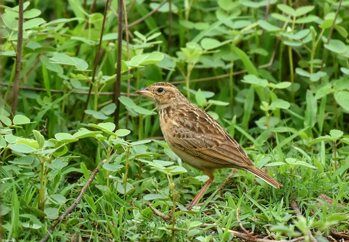 Singing Bushlark - ML638979447