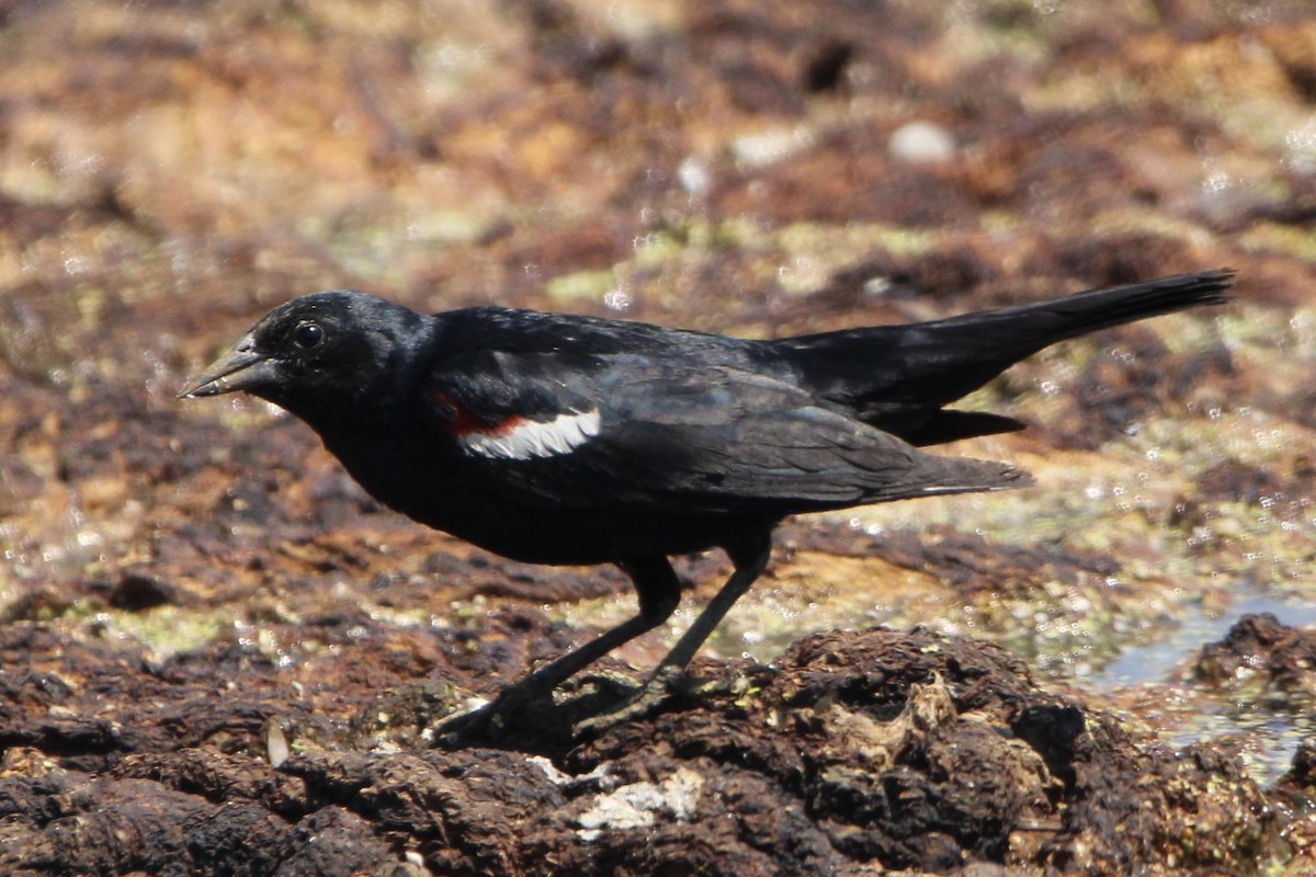 Tricolored Blackbird - ML638979465