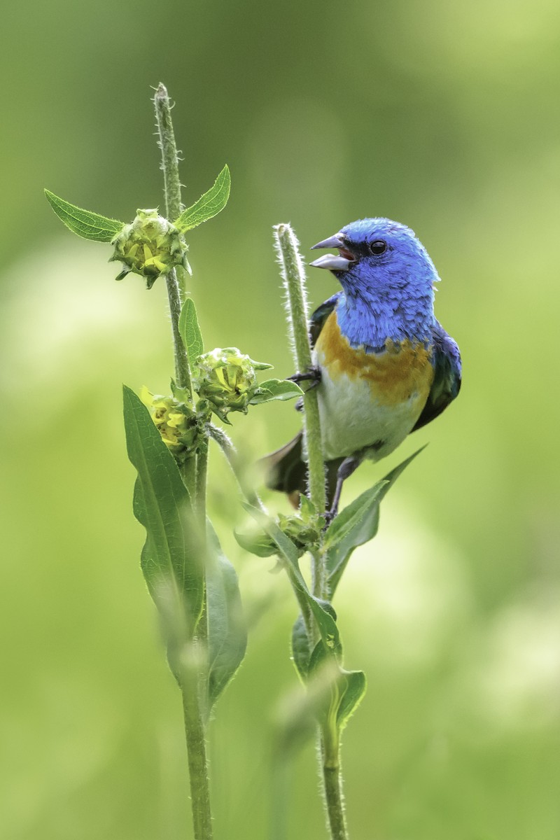 Lazuli Bunting - ML638979504