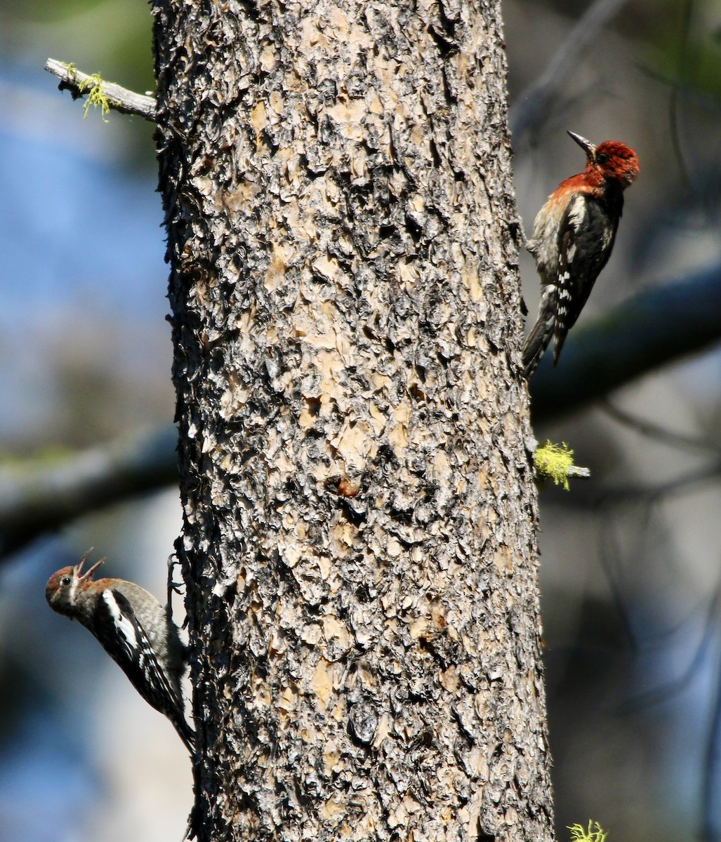 Red-breasted Sapsucker - ML638979507